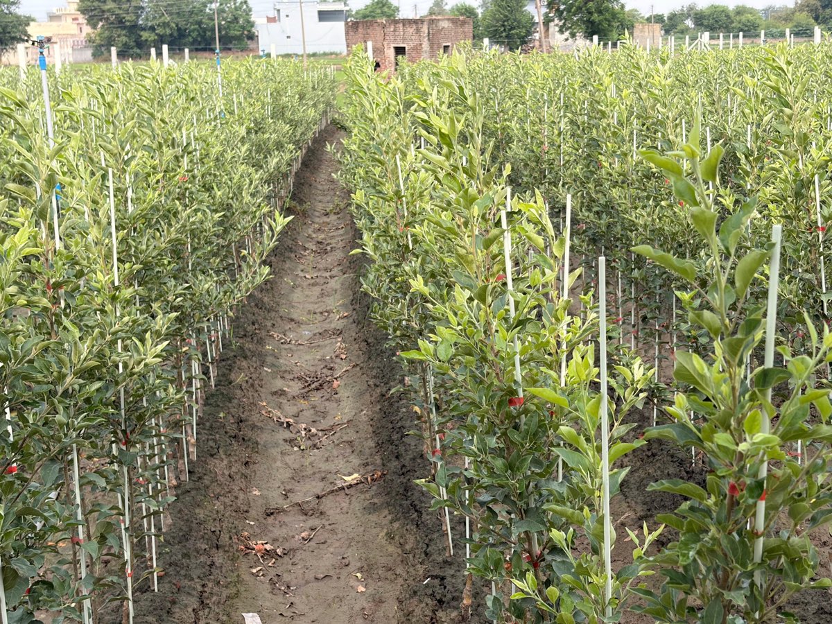 A furrow between two beds of staked apple plants in the nursery, each plant tied to its cane