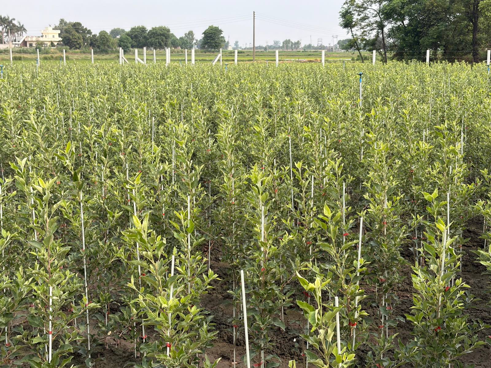 Rows of young grafted apple plants, each staked and tied, growing in the nursery beds at Kot Khurad